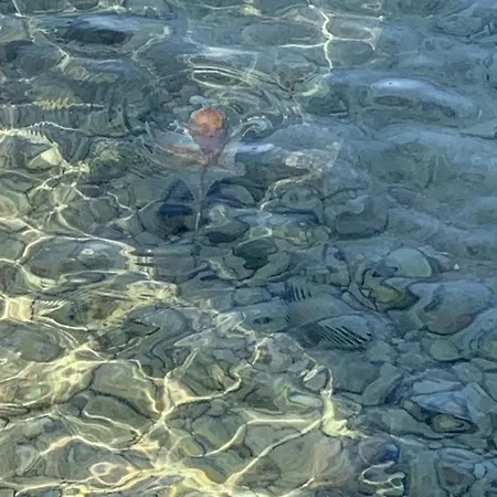 Lunasky Biograd Mobile 比奥格勒·纳·莫鲁